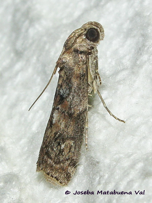 Pyralidae da id